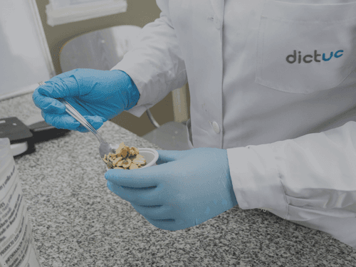 Universidad Católica, CENIA y Dictuc lideran programa tecnológico para impulsar la adopción de IA en la industria alimentaria chilena